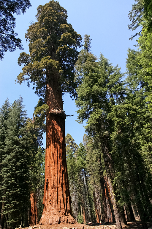 07-02 - 16.JPG - Sequoia National Park, CA